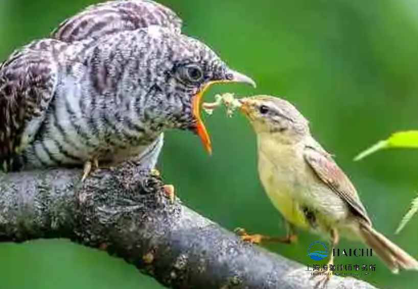 抚养权之争，孩子利益最重要-海驰网站制作