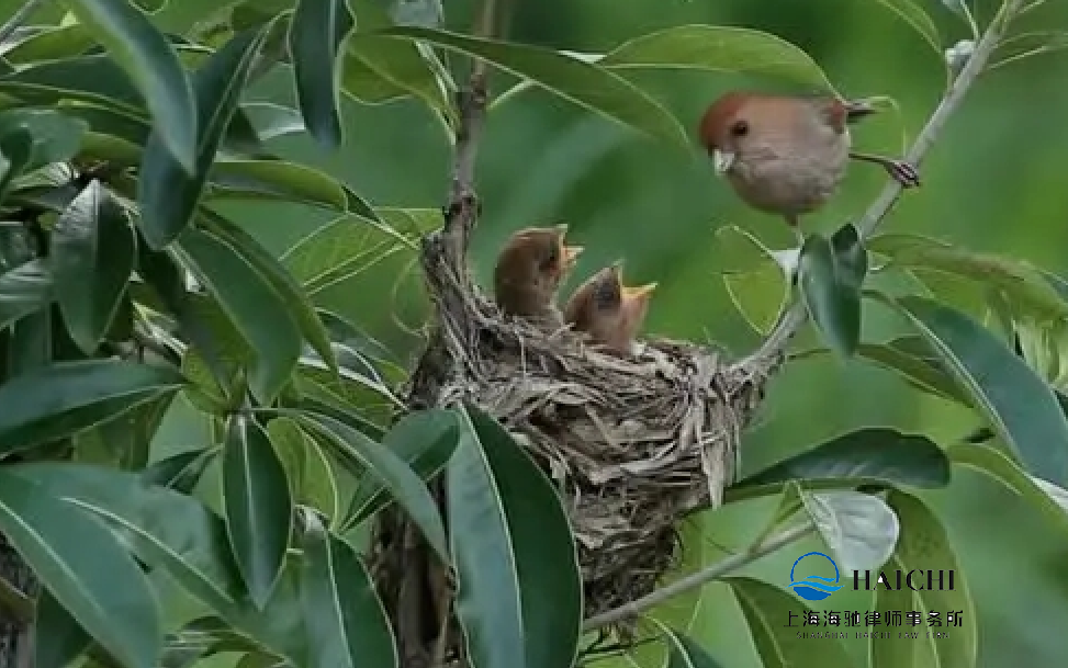 二周岁以下的子女，能由父亲抚养吗？-海驰网站制作