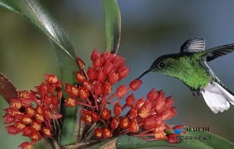 浅议“代孕“行为的法律后果-海驰网站制作